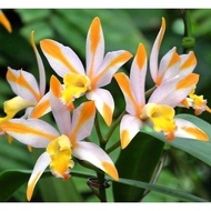 Anggrek Cymbidium Bunga Anggrek Hidup Tanaman Anggrek Tanah Kuning Put