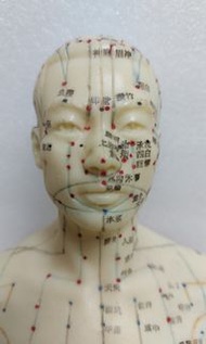 中醫針灸人體經絡穴位模型 Acupuncture Model 