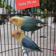 burung biola pb vio