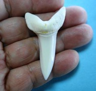 (馬加鯊牙)5.3公分#281.1 馬加鯊魚牙!超(大)長尺寸稀有未缺損.可當標本珍藏! )