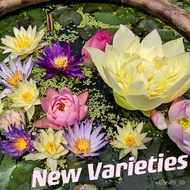 ️ New bowl lotus Benih lotus mangkuk [20 Pcs] bowl Lotus Seed Hydroponic Plant Indoor Green Plant Po