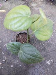 Black Pepper/Paminta live plant Seedlings(STRICTLY LUZON ONLY)