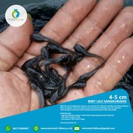 bibit lele 4-5 cm, sangkuriang dan mutiara