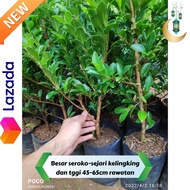 Tanaman hias bahan bonsai beringin elegant rawatan murah