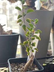 Euphorbia Agathae馬島安格塔大戟（稀有）塊根植物，多肉植物