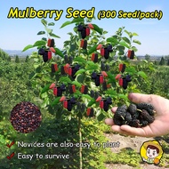 (Fast Growing 200pcs) Dwarf Mulberry Fruit Seeds Sweet Mulberry Seeds for Planting Edible Bonsai Tre