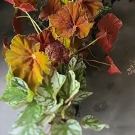 POKOK BUNGA BEGONIA REX