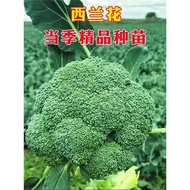 Broccoli Seeds Cauliflower Seeds Cauliflower Seeds Cauliflower Seeds Cauliflower Seeds Cauliflower S