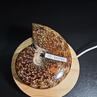 CRYSTAL AMMONITE Madagascar Polished HQ original