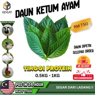 Daun Ketum Ayam Makanan Ayam Berkualiti Ketum Ayam 1Kg RM 10 Tinggi Protein Untuk Ternakan