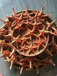 Sao biển đỏ Phú Quốc 220k/4 con