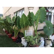 Keladi Telinga Gajah