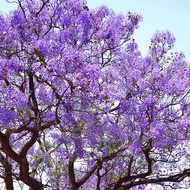 Bibit Tanaman Bunga Sakura Tabebuya Violet Stek Okulasi Bunga Tercantik