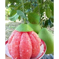 Pokok Limau Bali Merah Hybrid