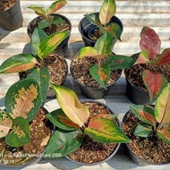 Diskon Tanaman Hias Aglaonema Sultan Brunei - Aglonema Sultan Brunei