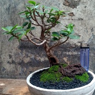 Bonsai Beringin Dolar OTR