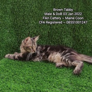 Kucing Mainecoon Brown Tabby CFA