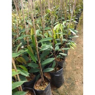 ♧Free Baja Pokok Durian Musang King 2.5 Kaki☞