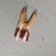 Niuya Three Big Teeth Door Teeth Real Bone Specimen 9.9 Teaching Accessories Bull Sky Landscaping De