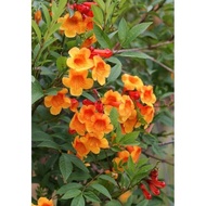 Pokok kelulut tecoma stans