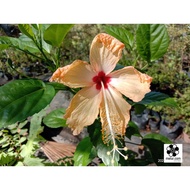 Pokok Bunga Raya Oren(Orange hibiscus) Anak Pokok Tanaman Benih Garden Seed Seeds