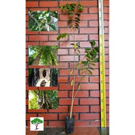 SJH - Gaharu tree, pokok gaharu, agarwood plant, 沉香树苗 [Real Plant/Live Plant/Pokok Hidup]