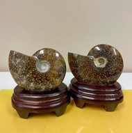 天然鸚鵡螺化石擺件