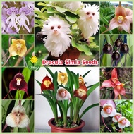 เมล็ดพันธุ์ เมล็ดกล้วยไม้หน้าลิง บรรจุ 35 เมล็ด Dracula Simia Seeds Monkey Face Orchid Flower Seed บ