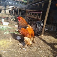ayam brahma jantan dewasa