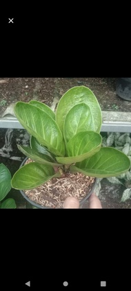 Anthurium Mangkok Purba - Tanaman Anthurium - HousePlant