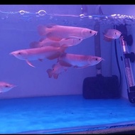 TERBARU/ arwana/arowana golden red 10cm