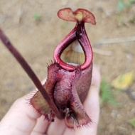 Thai Bulls Mystery Scoop Lucky Scoop Items