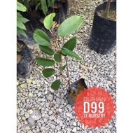 Anak pokok durian D99@Kop Kecil