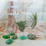 Sea glass Plant decoration 空氣鳳梨擺飾 Air Plant Holder/Tillandsia holder/Indoor pot