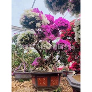 100pcs multicolor bougainvillea tree azalea seeds