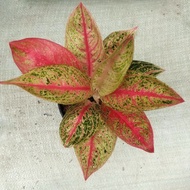 Aglaonema Legacy