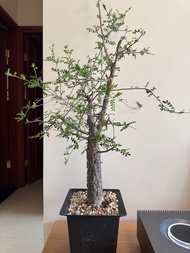列加氏漆樹 塊根 象牙宮 植物 盆栽 龜甲龍 橄欖 龍舌蘭 象足漆樹 多肉 仙人球 仙人掌