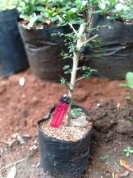 Bibit hokiantea mikro import bahan bonsai uk sejarian