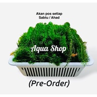 Fresh Hydrilla - Makanan Udang Kara Air Tawar | Guppy (Pre-Order)