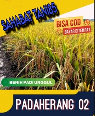 benih padi unggul PADAHERANG 02