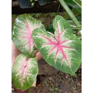 Keladi Caladium Rosebud Rare