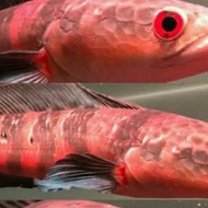 Terlaris ikan channa red barito grade A 6-7cm