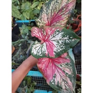 Caladium Red Clown Sabah,unik&amp;lawa,keladi red clown Sabah