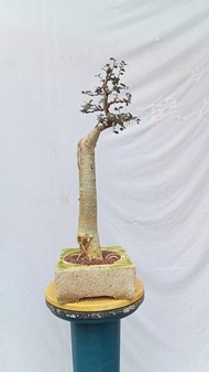 Pohon Bonsai Serut