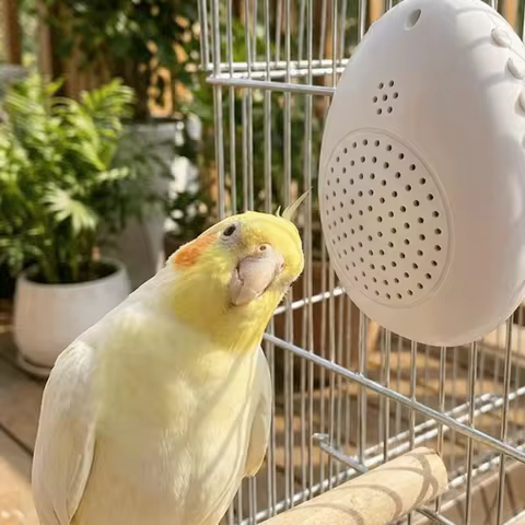 Recording Bird Learning Machine Playback Timer-Controlled Parrot Teach Talking Multi Segment Audio S