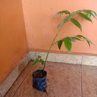 Pokok Ceri kampung sepokok