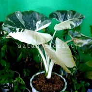 Alocasia Sente Varigata