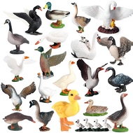 Poultry Model Simulation Goose Swan Gaggle Duck Flock Action Figures Farm Animals Figurine Miniature