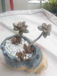 多肉盆栽 姬攏月