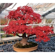 Amefurashi Bibit Maple Tree Red Maple Pohon Maple Unik Limited